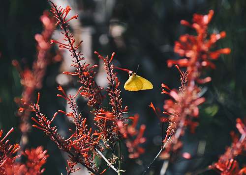 people selective focus photography of yellow butterfly perched on red flower bud person