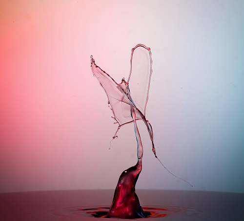 ikebana drop of water in shallow focus photography ornament