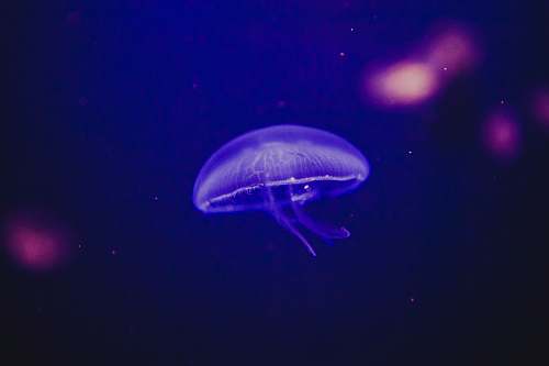 animal shallow focus photography of purple jellyfish purple
