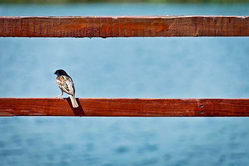 blue brown bird perched on red wooden railing bird