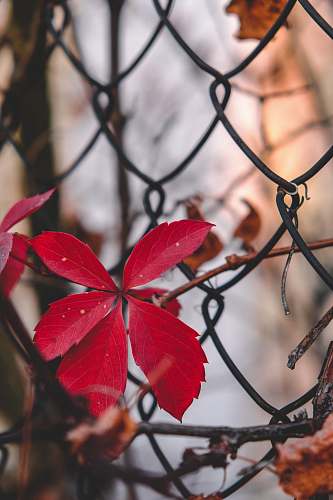 plant  tree