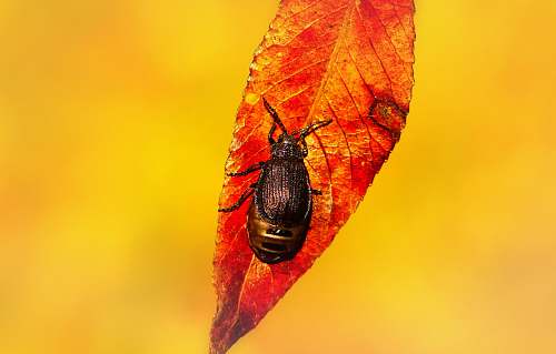 plant black bug on red leaf animal