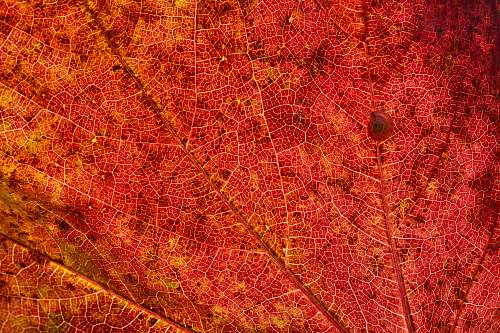 plant brown leaf tree