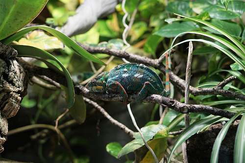 animal green animal on tree lizard