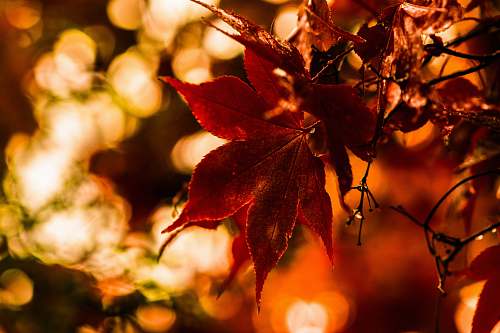 plant macro shot photo of red leaf flora