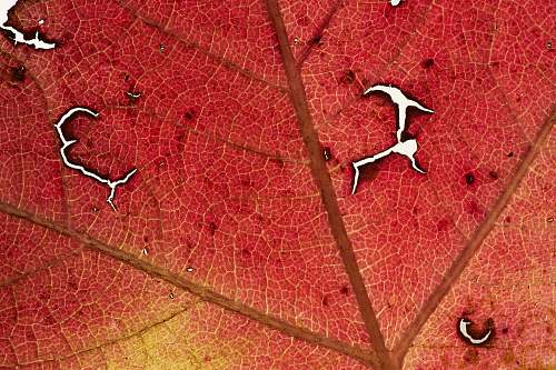 veins orange withered leaf plant