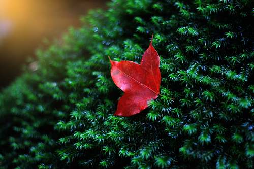 plant red leaf in shallow photo bush