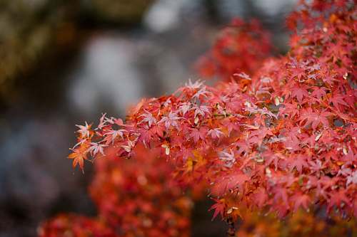 plant red leaf plant tree