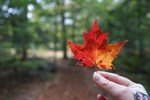 plant red maple leaf tree