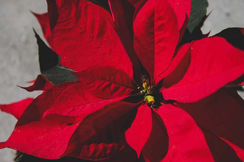 plant red poinsettia flower veins