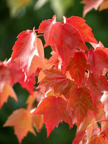 plant shallow focus photo of red leaves tree