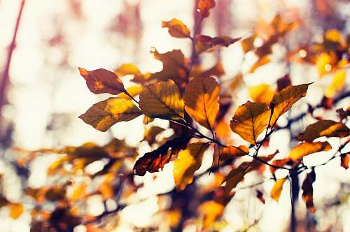 tree shallow focus photography of brown leaves veins