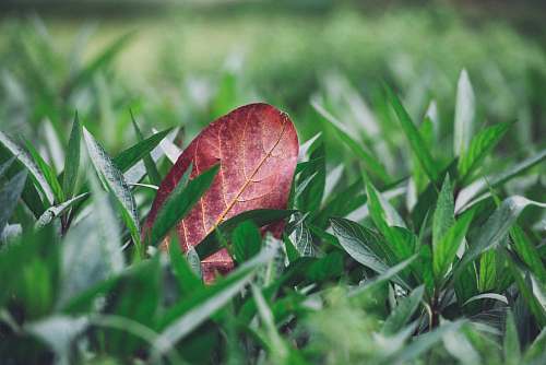 grass shallow focus photography of red leaf on green grass field