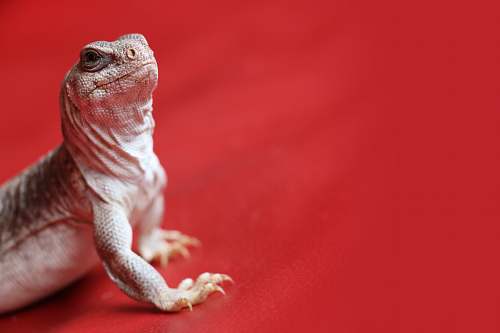 iguana gray bearded dragon animal