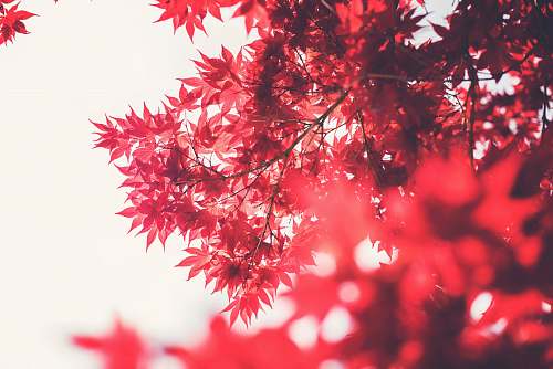 tree selective focus photography of maple tree leaves