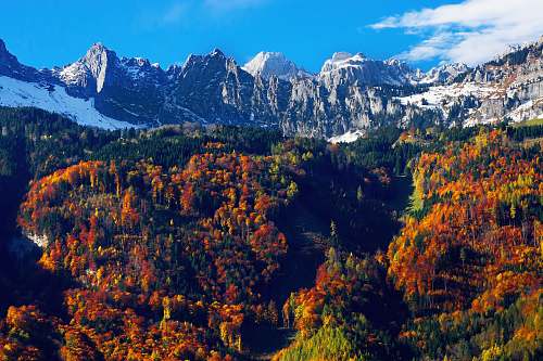 plant brown leafed trees in mountain nature