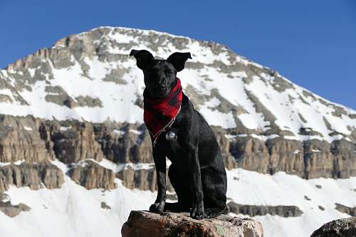dog dog wearing scarf standing on rock pet
