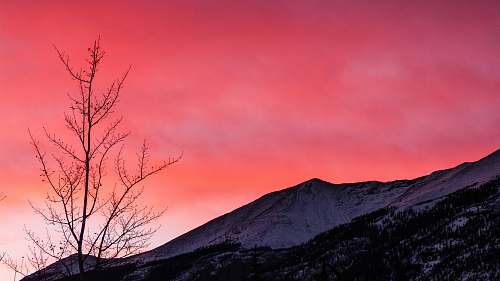 sunrise bare tree near mountain during golden hour sky