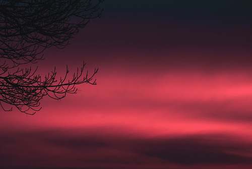 outdoors bare tree with red background sky