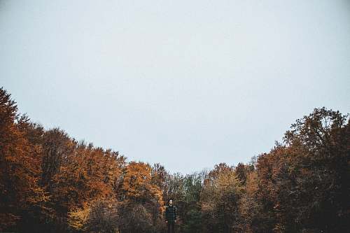 trees brown leafed trees under blue sky photography forest