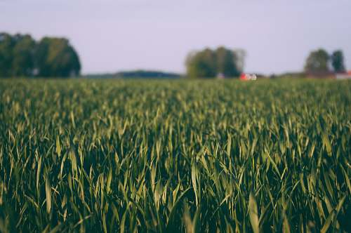 sweden close-up photography of green grass field field