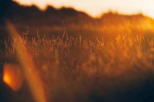 sunset green grass during golden hour sunrise