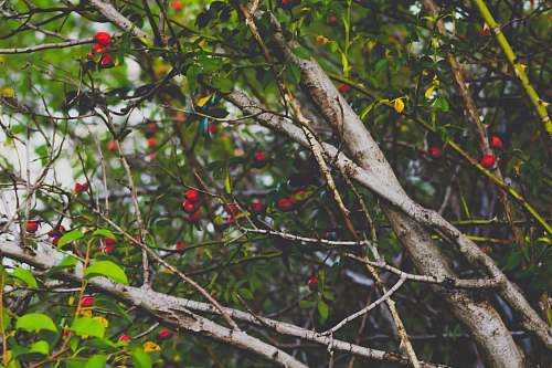 forest green leafed tree tree