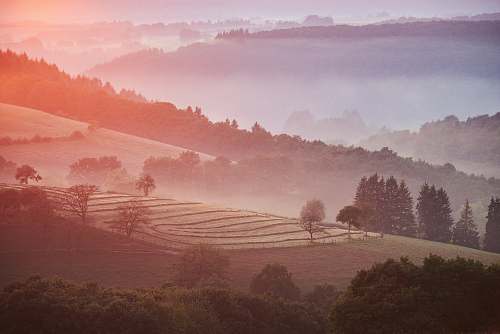 dusk green leafed trees on mountain dawn