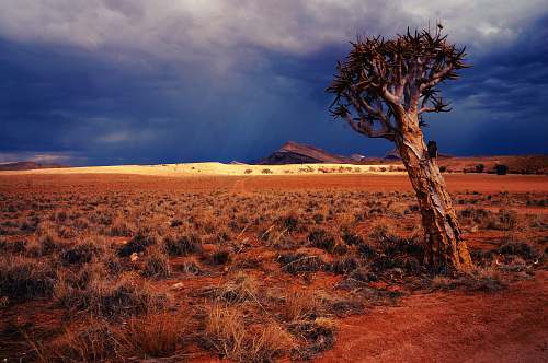 desert landscape photography of dessert tree