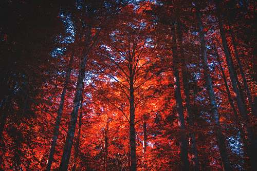 forest low-angle view of maple leafed tree trees