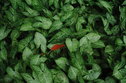 plant orange and green leafed plant leaves