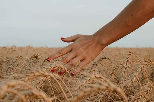 countryside person touching brown wheat under white sky during daytime harvest