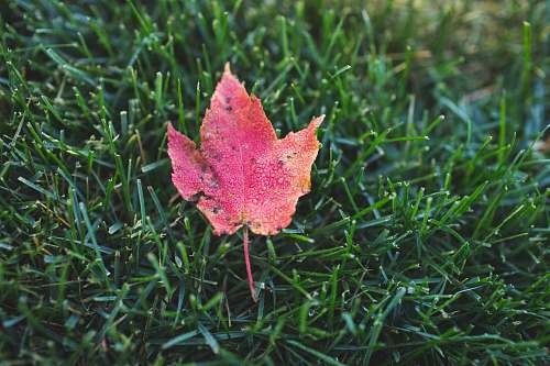 leaf photo of red maple leaf on green grass green