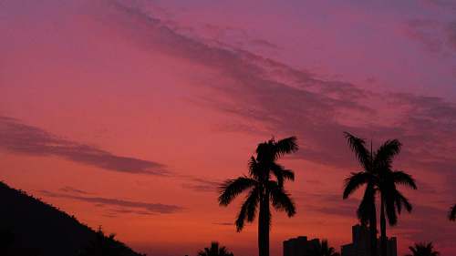 outdoors silhouette of coconut trees on hill under cloudy sky at sunset dawn