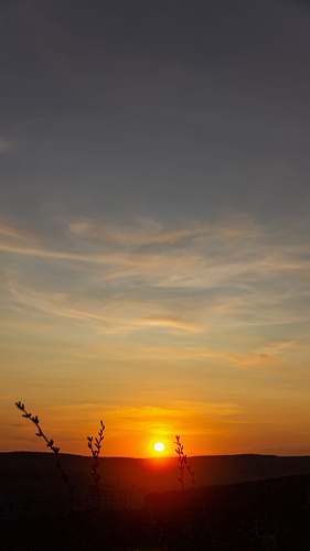 outdoors silhouette of plants during sunset sky