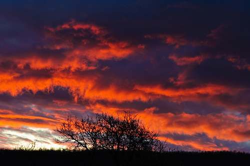 outdoors silhouette of tree during goden hour sky