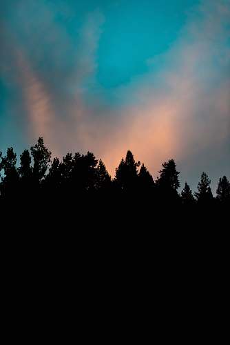 sky silhouette of trees under white clouds sunrise