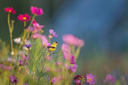 flower yellow and black bird on flower bird