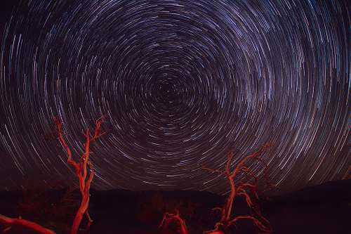 branch starry night digital wallpaper stars