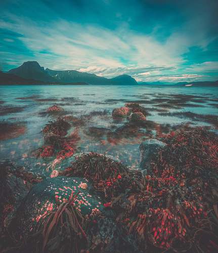 sea red and brown plant near the ocean photography water