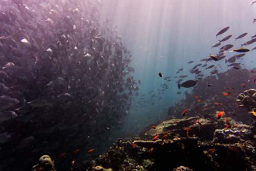 sea school of fish under water water