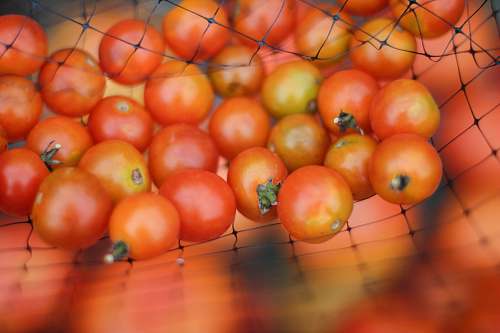 fruit selective focus photography of red fruits citrus fruit