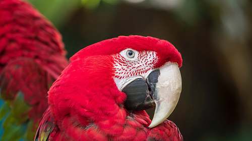 beak scarlet macaw bird