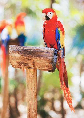 bird scarlet macaw macaw