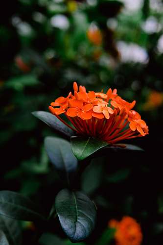 person close up photography of orange petaled flowers human