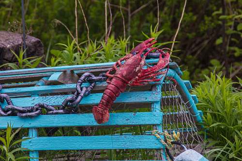 person red lobster on green cage near green grass human
