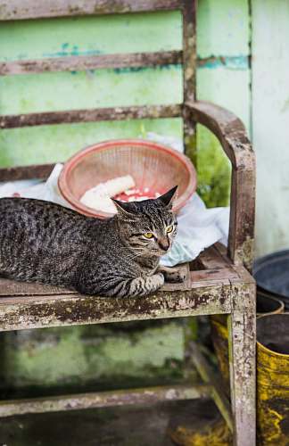 animal brown Mackerel tabby car prone lying on bench beside pink plastic strainer cat