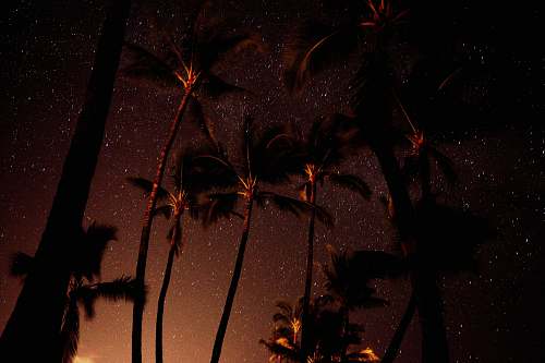 tree low angle photography of coconut tree glow