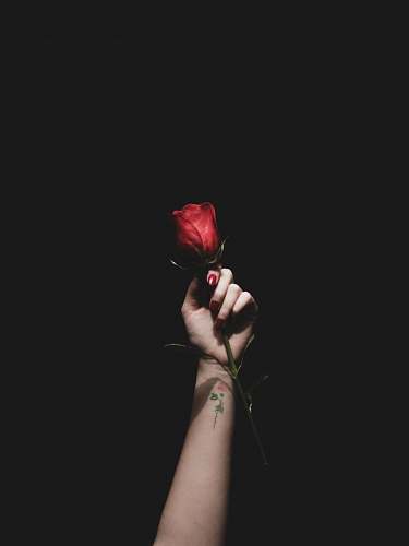 people person holding red rose flower human