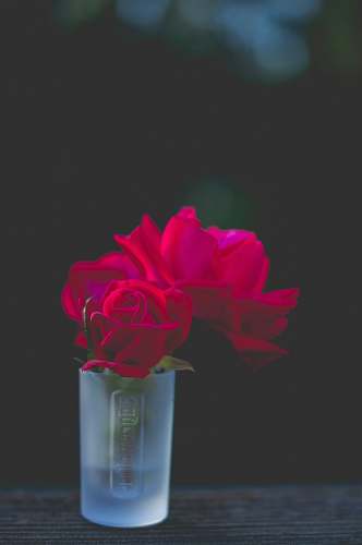 human red roses in frosted shot glass people